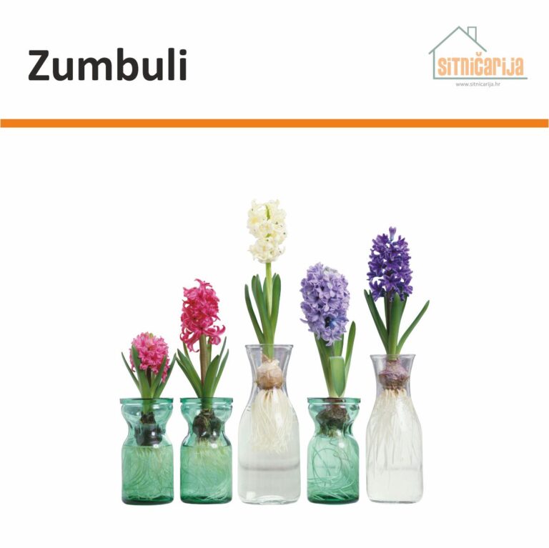 Naljepnica za prozore - Zumbuli predstavlja 5 prozirnih vaza sa po jedinim zumbulom druge boje u svakoj